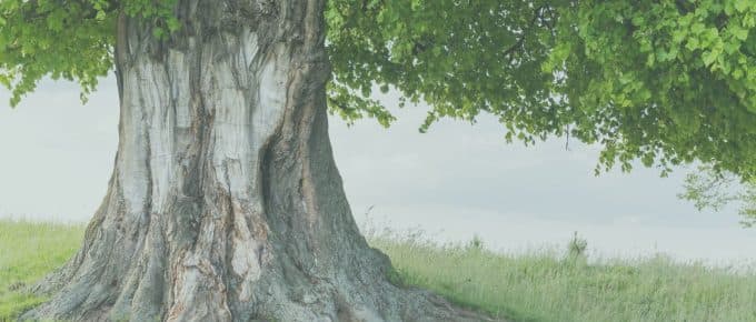 Large tree with deep roots symbolizing stability and rebuilding trust in the body after arterial dissection.